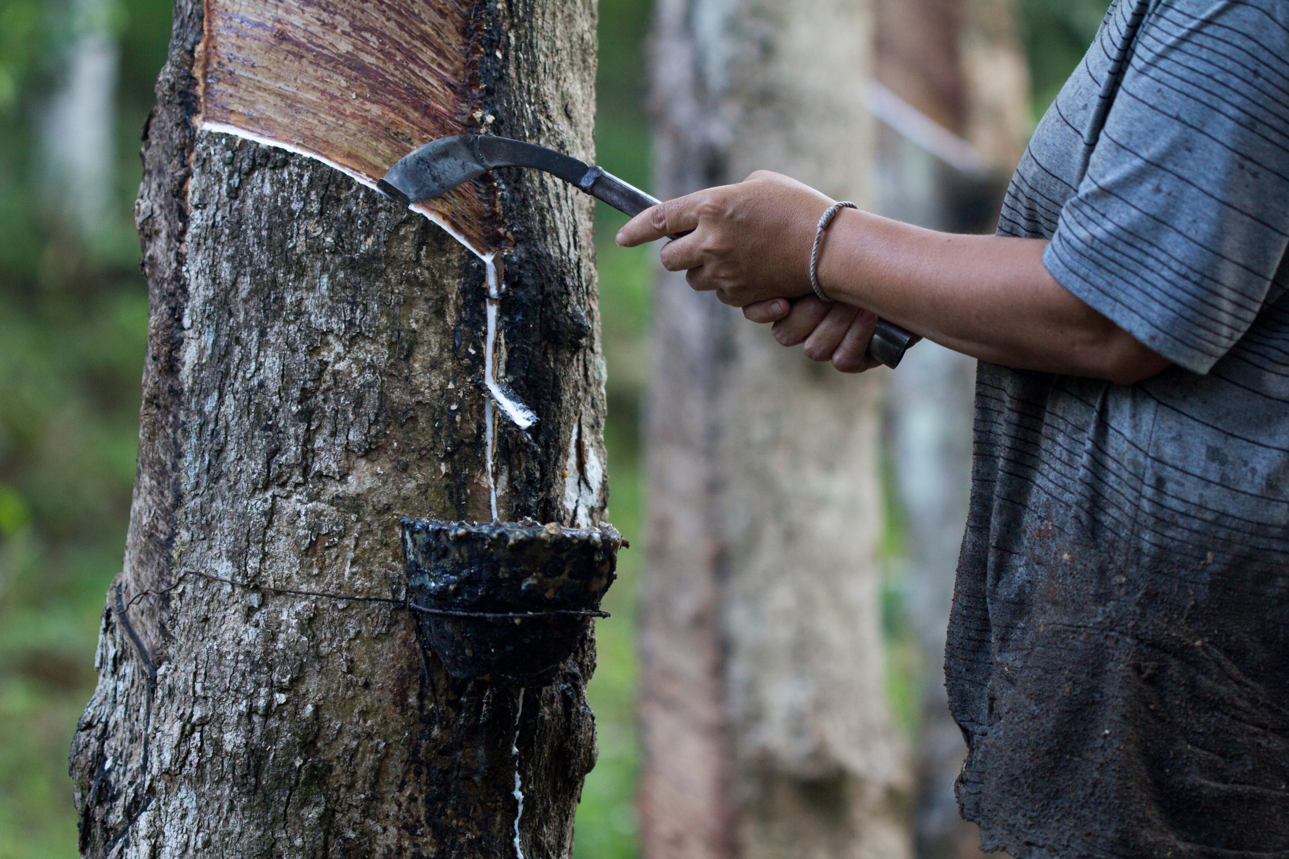 imagem A sabedoria dos seringueiros na preservação da floresta Amazônica: um movimento de resiliência